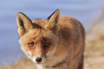 ȫ�Զ��Ŀ��齫����Ƶ����³ľ�����վ���ְ�3������79������...